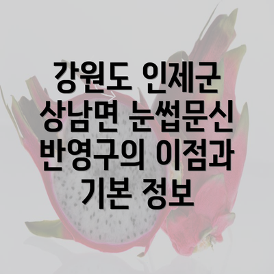 강원도 인제군 상남면 눈썹문신 반영구의 이점과 기본 정보