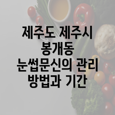 제주도 제주시 봉개동 눈썹문신의 관리 방법과 기간